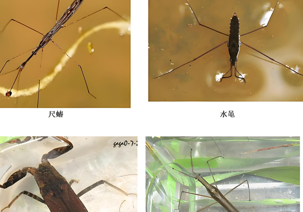 Experimental research on the toxic effects of cyclohexylamine on aquatic organisms and suggestions for environmental protection